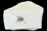 Kettneraspis Trilobite - Black Cat Mountain, Oklahoma #104105-2